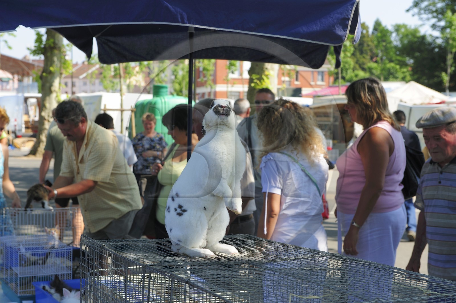 France, Saône et Loire (71), Louhans, le marché aux animaux du lundi, lapin