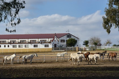 Espagne, Andalousie, province de Séville, Utrera, le haras Ayala (Yeguada Ayala), Pure race espagnole ou PRE (Pura Raza Espanola)