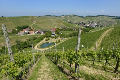 Germany, Baden-Wurttemberg, Durbach vineyard