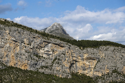 France, Alpes-de-Haute-Provence (04), Parc Naturel Régional du Verdon, Grand Canyon du Verdon, La-Palud-Sur-Verdon, falaises de la Dent d'Aire et Vautour fauve (Gyps fulvus) en vol
