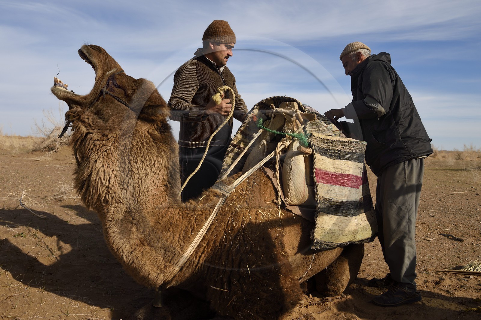 Iran, Province d'Ispahan, désert du Dasht-e Kavir, Mesr dans la région de Khur et Biabanak, chargement des dromadaires Iran, Province d'Ispahan, désert du Dasht-e Kavir, Mesr dans la région de Khur et Biabanak, chargement des dromadaires