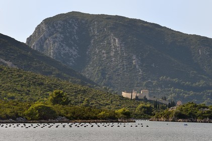 Croatia, Dalmatia, Dalmatian coast, peninsula of Peljesac, the old town of Ston, the largest oyster farming center on the Dalmatian coast, the ramparts of Mali Ston in the background