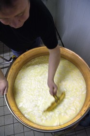 France, Haut-Rhin (68), Wasserbourg, Ferme-auberge Buchwald, le marcaire Michel Wehrey à la fabrication du fromage de munster AOP (lait de vache), découpe à l'écumoire du caillé pour faire monter le petit lait et descendre le fromage dans le chaudron en cuivre
