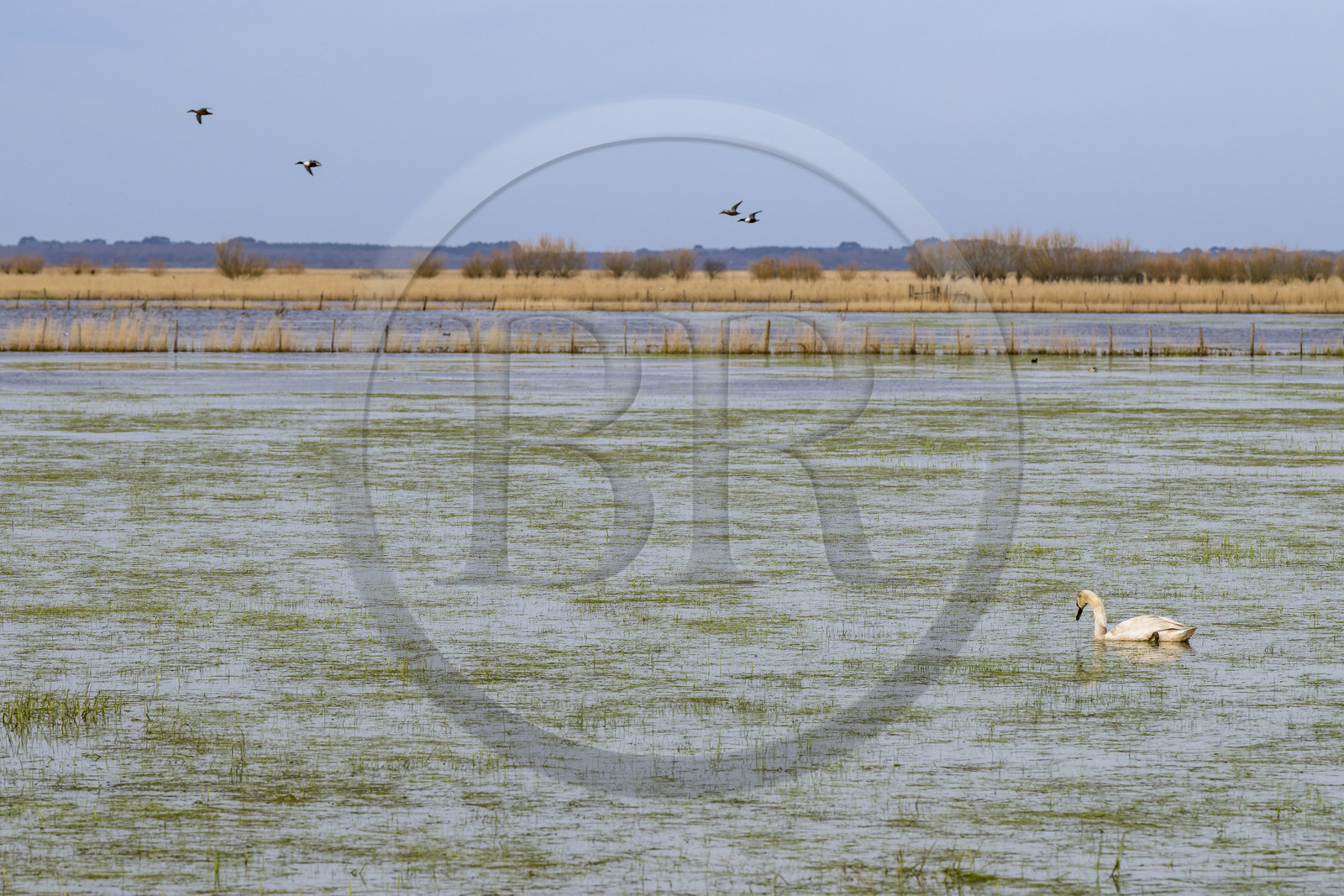 France, Loire-Atlantique (44), parc naturel regional de la Brière, Saint-Malo-de-Guersac, cygne dans les marais de Brière