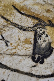France, Dordogne, Montignac, the Atelier des Fac-Similés du Périgord (Perigord's Facsimile Workshop AFSP) specialised in mineral reproduction of prehistoric painted walls using “stone veil” patented technique and in charge of the Lascaux cave’s walls faithfull reconstitution, Aurochs, compulsory mention Atelier des Fac-Similés du Perigord