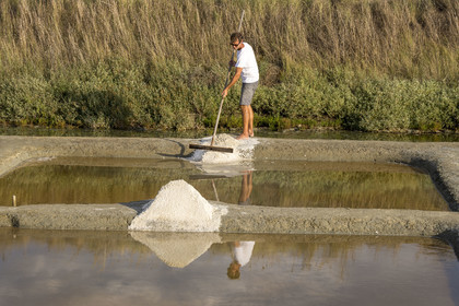 France, Vendee, Les Sables d'Olonne, the Salt Marshes of L'Ile d'Olonne, salt worker Damien Merceron harvesting salt in the Salorge de la Vertonne