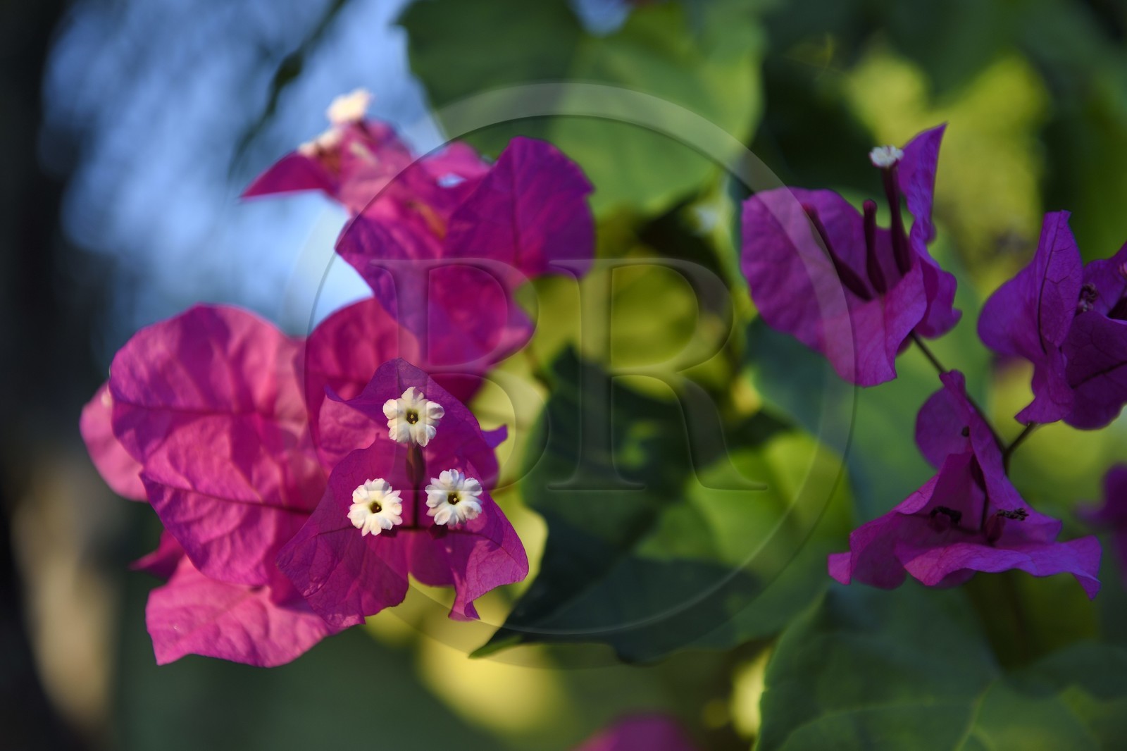 France, Ile de la Reunion, Petite-Ile, bougainvillier (Bougainvillea)