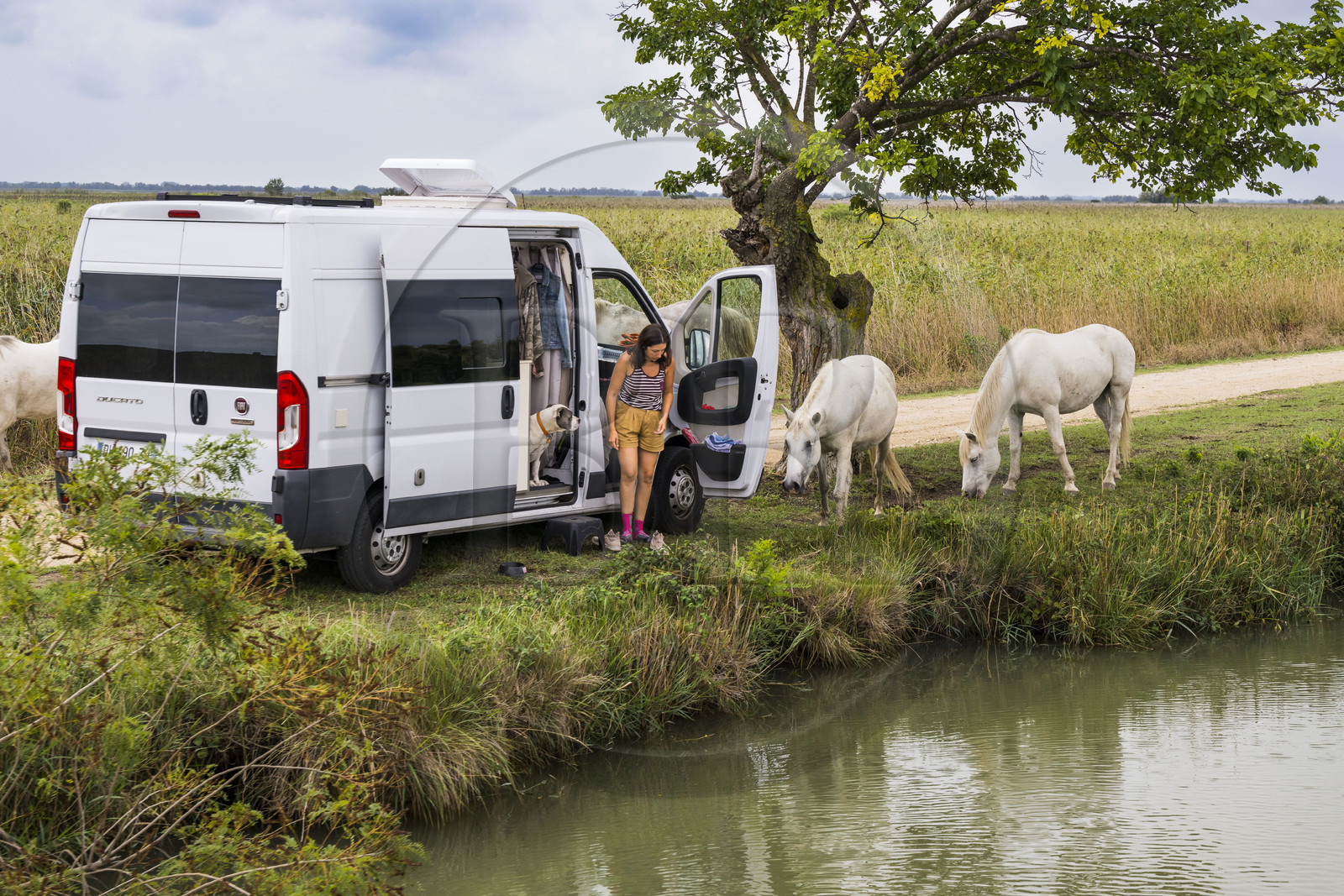 France, Gard (30), Vauvert, la Petite Camargue, canal du Rhône à Sète, camping car entouré de chevaux blanc de camargue