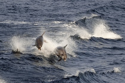 France, Var (83), Iles d'Hyères, parc national de Port Cros, Ile de Porquerolles, grands dauphins aussi appelé souffleur, dauphin à gros nez ou tursiops (Tursiops truncatus)
