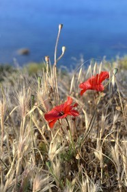 Greece, Cyclades islands, Mykonos island, corn poppy (Papaver rhoeas)