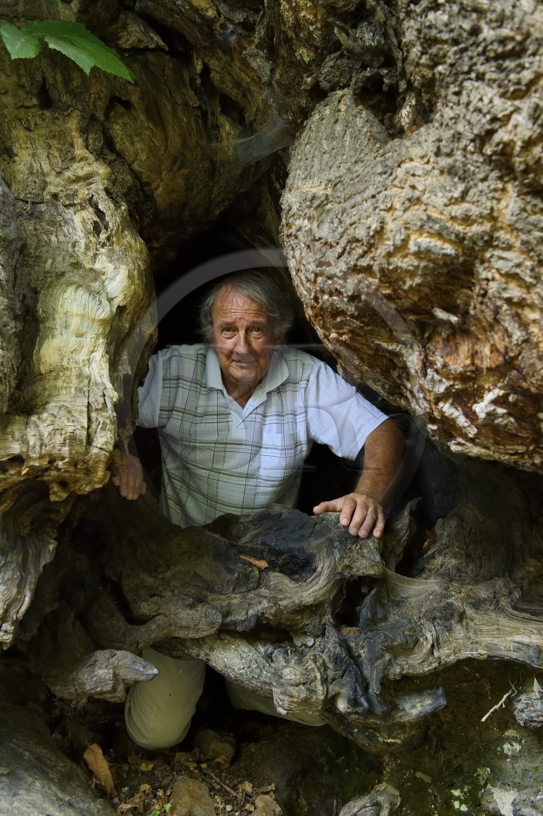 France, Haute-Corse (2B), Castagniccia, village de Carcheto, l'écrivain Jean-Claude Rogliano et le célèbre chataigner qui est le personnage principale de son livre Le berger des morts, Mal'Concilio