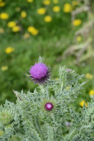 France, Finistere, La Foret Fouesnant, Glenan islands, Penfret island, Milk thistle (Silybum marianum)