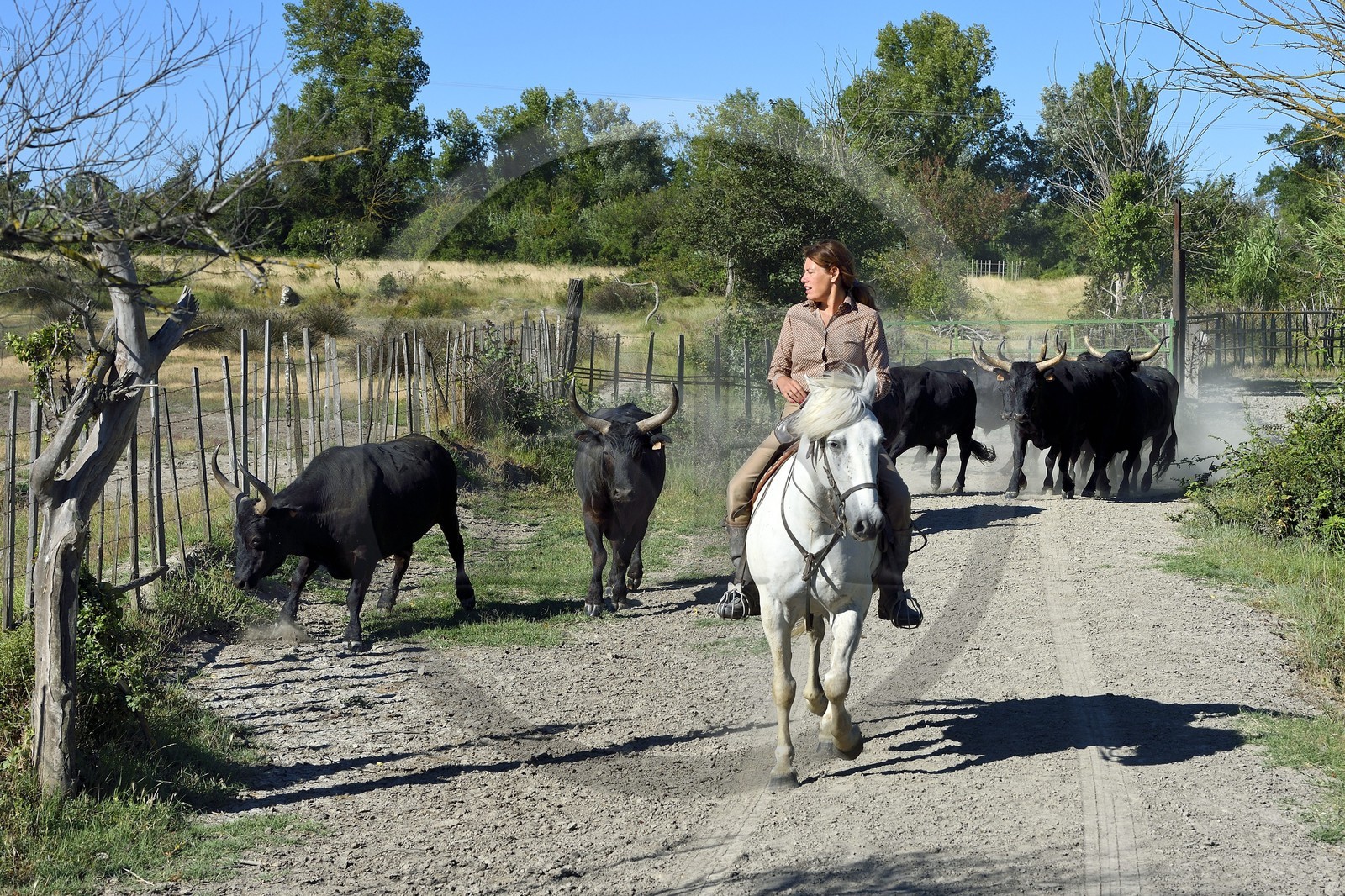 France, Bouches-du-Rhône (13), Parc naturel régional de Camargue, Mas du Menage, manade Saint Antoine (Cauzel), la manadière Florence Clauzel, éleveuse de chevaux et taureaux de Camargue France, Bouches-du-Rhône (13), Parc naturel régional de Camargue, Mas du Menage, manade Saint Antoine (Cauzel), la manadière Florence Clauzel, éleveuse de chevaux et taureaux de Camargue