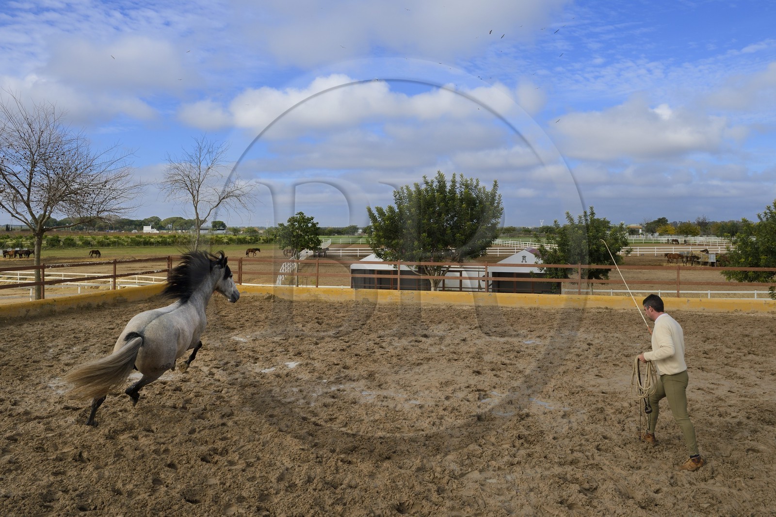 Espagne, Andalousie, province de Séville, Utrera, le haras Ayala (Yeguada Ayala), entrainement d'un Pure race espagnole ou PRE (Pura Raza Espanola)