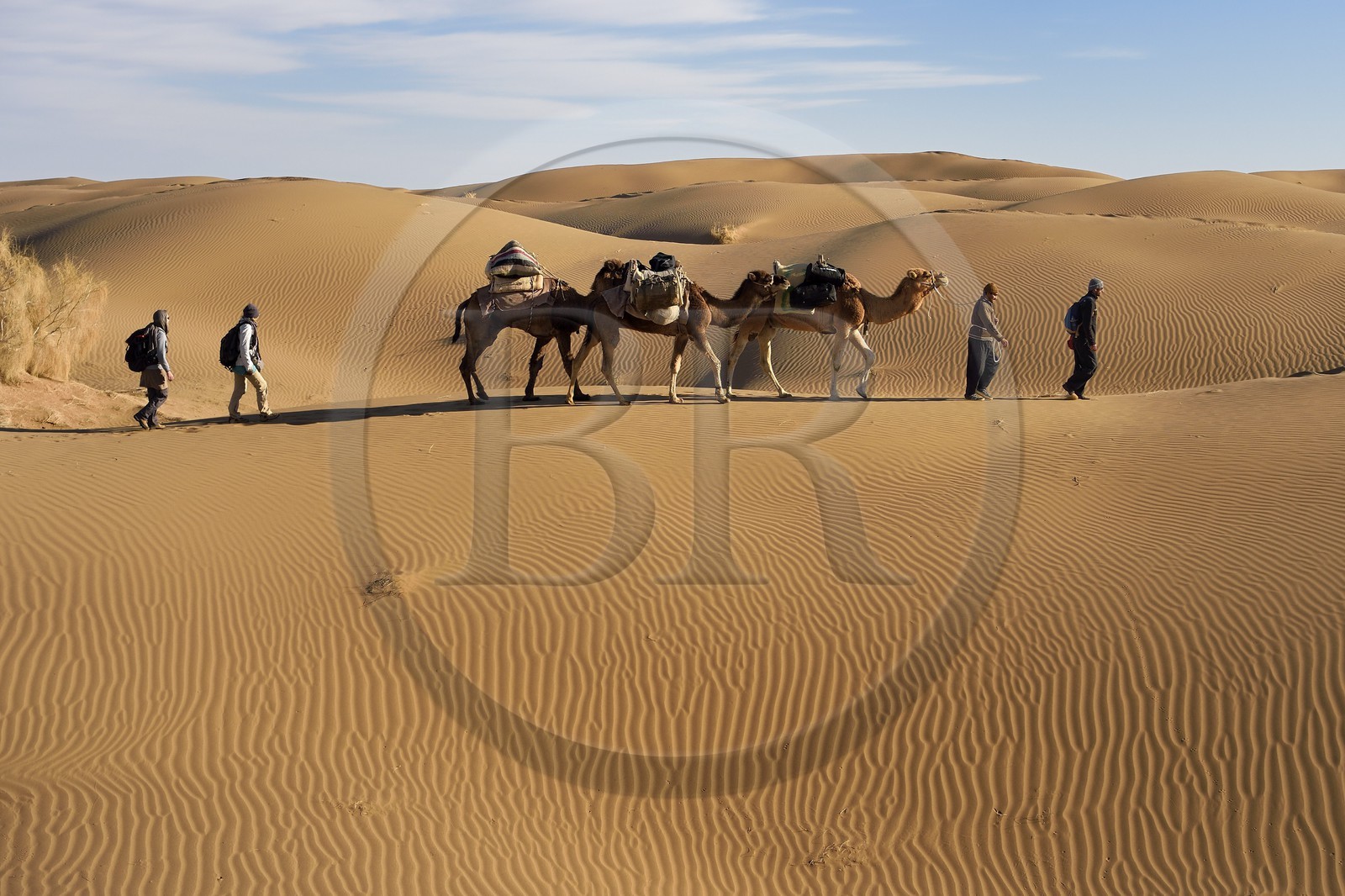 Iran, Province d'Ispahan, désert du Dasht-e Kavir, Mesr dans la région de Khur et Biabanak, caravane de dromadaires dans les dunes du lieu dit de Kuh e-Sefid lors d'une randonnée chamelière Iran, Province d'Ispahan, désert du Dasht-e Kavir, Mesr dans la région de Khur et Biabanak, caravane de dromadaires dans les dunes du lieu dit de Kuh e-Sefid lors d'une randonnée chamelière