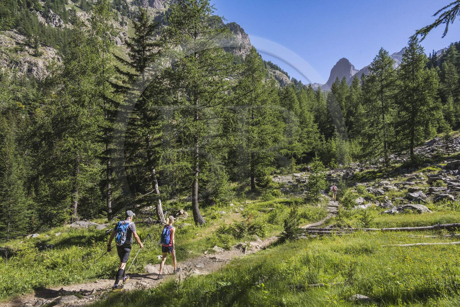 France, Alpes-Maritimes (06), parc national du Mercantour, Haute-Vésubie, Saint-Martin-Vésubie, Val du Haut Boréon, randonnée sur le GR 52 vers le refuge de Cougourde, le sommet frontalier du Caïres de Cougourde (2892m) en arrière plan
