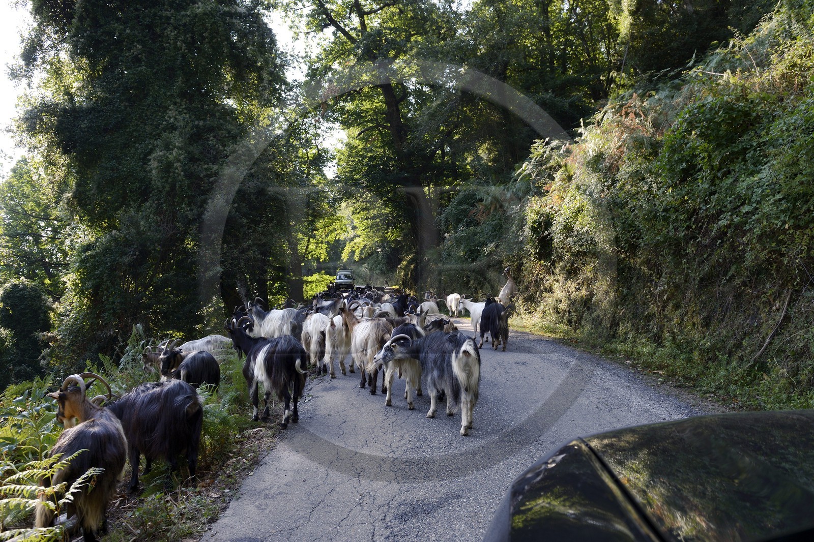 France, Haute-Corse (2B), troupeau de chèvres sur une route de Castagniccia