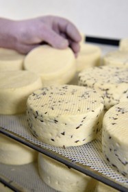 France, Haut-Rhin (68), Wasserbourg, Ferme-auberge Buchwald, le marcaire Michel Wehrey à la fabrication du fromage de munster AOP (lait de vache), munster d'une semaine avec et sans cumin, toujours retourné régulièrement dans la cave d'affinage