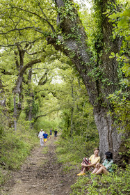 France, Var, Provence Verte (Green Provence), Bras, Academie du Bain de Foret Provencale (Academy of Forest Bathing in Provence), forest of the domaine Le Peyrourier - une campagne en Provence, Constanze Coisne guides Shinrin Yoku