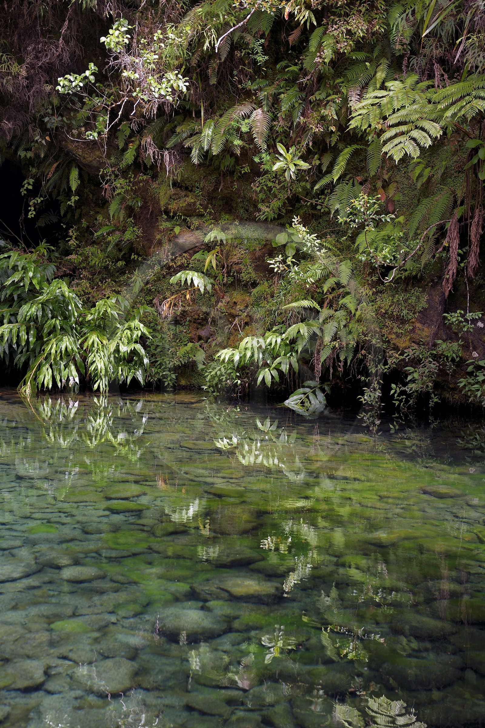 France, Ile de la Reunion, Parc National de la Réunion classé Patrimoine Mondial de l'UNESCO, La Plaine des Palmistes, forêt de Bébour, sentier de randonnée Cassé de Takamaka, Bassin des Hirondelles
