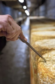 France, Cantal (15), La Chapelle-Laurent, cave d'affinage pour les fromages Marcel Charrade dans l'ancien tunnel ferroviaire de la ligne Saint-Flour - Brioude long d’un kilomètre, carottage d'une meule de fromage Cantal pour vérifier sa maturation