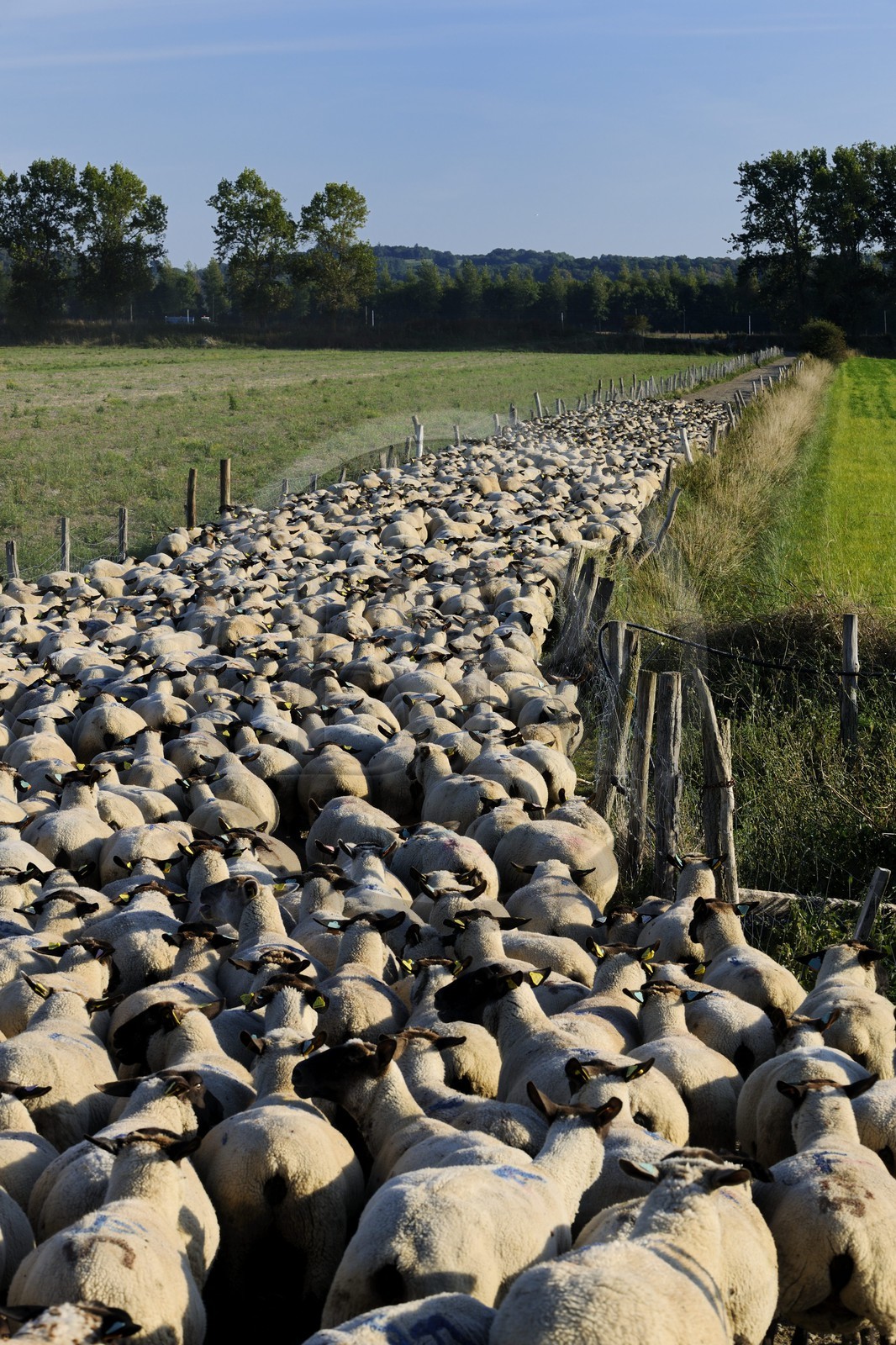 France, Ille-et-Vilaine (35), troupeau de moutons de prés salés du Mont-Saint-Michel