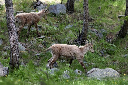 France, Alpes-Maritimes (06), parc national du Mercantour, vallée de la Valmasque, jeune étagne, bouquetin (Capra ibex) femelle des Alpes