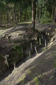 France, Meuse, Douaumont, battle of Verdun, boyau de Londres (London trench) under the Austrian black pine provided as War Damage,  this artery of communication made in 1917 connected Fort Douaumont to the rear lines
