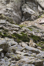 France, Alpes-Maritimes (06), parc national du Mercantour, Haute-Vésubie, Saint-Martin-Vésubie, Val du Haut Boréon, marmotte des Alpes (Marmota marmota) vers le lac de Trécolpas