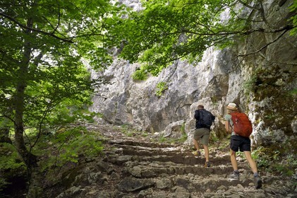 France, Var, Plan d'Aups Sainte Baume, Sainte-Baume Regional Nature Park, Massif de la Sainte-Baume relic forest protected for several centuries and classified as a national biological reserve, hikers on the Chemin des Rois (kings path) and GR 9