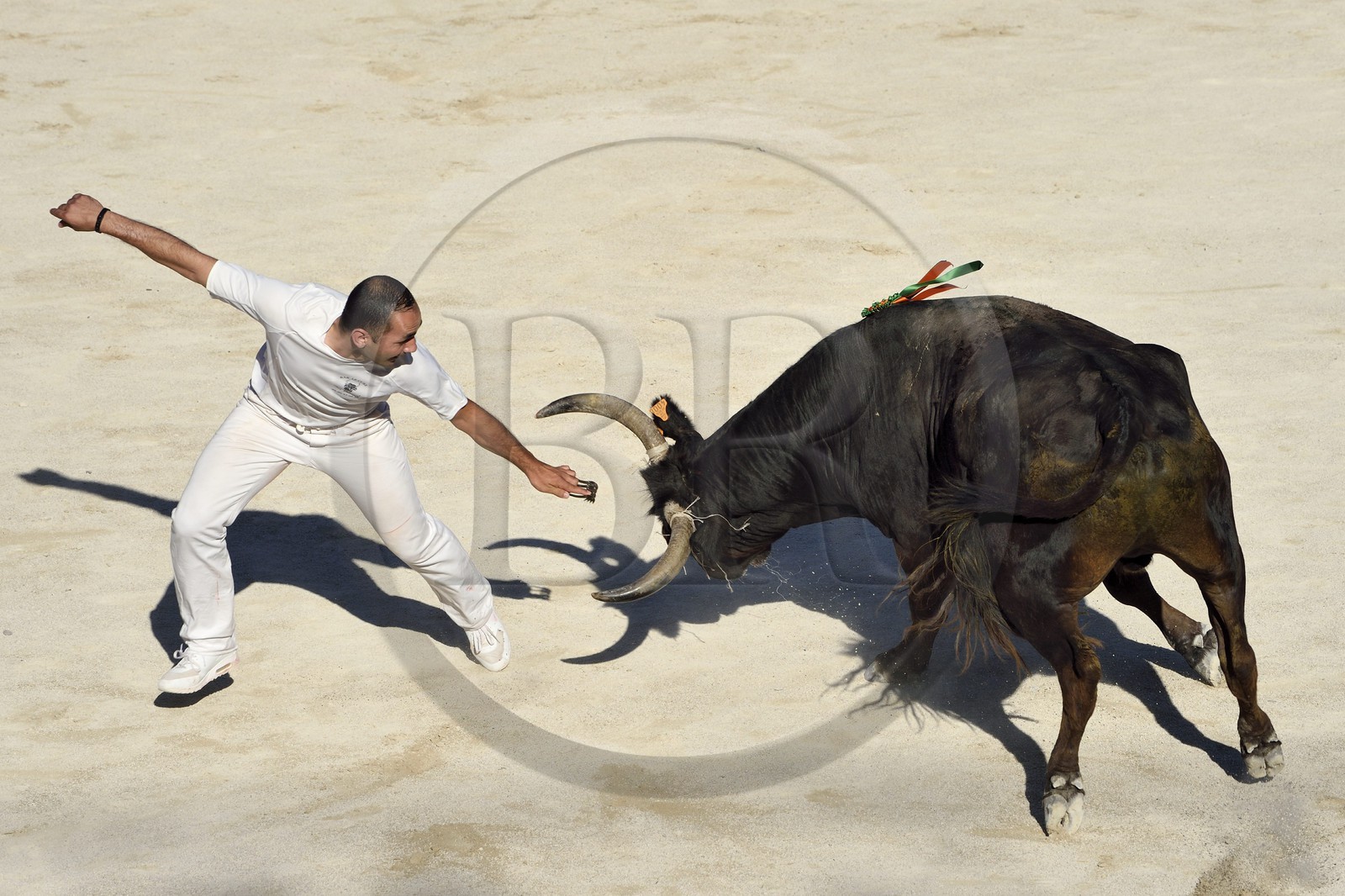 France, Bouches-du-Rhône (13), Arles, la course camarguaise  de la Cocarde d'Or aux Arènes France, Bouches-du-Rhône (13), Arles, la course camarguaise  de la Cocarde d'Or aux Arènes