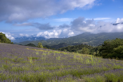 France, Drôme (26), parc naturel régional des Baronnies provençales, Plaisians, champs de lavande au col de Fontaube