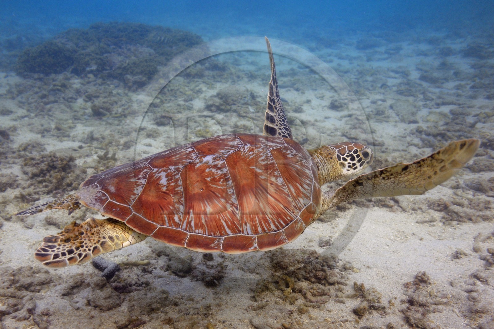 France, Ile de la Reunion, Côte Ouest, Saint-Gilles-Les-Bains (commune de Saint-Paul), le récif corallien du lagon de l'Ermitage, tortue verte (Chelonia mydas) (vue sous-marine)
