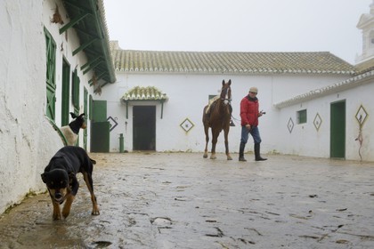 Espagne, Andalousie, province de Séville, Utrera, Finca El Pinganillo, le haras de la propriété