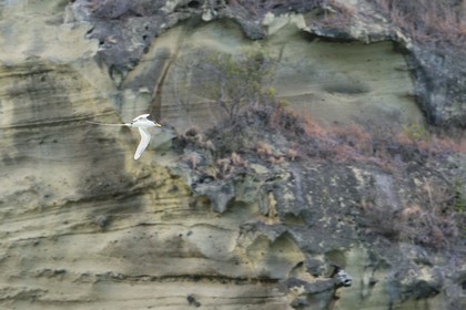 France, Mayotte island (French overseas department), Petite-Terre,  white-tailed tropicbird (Phaethon lepturus)