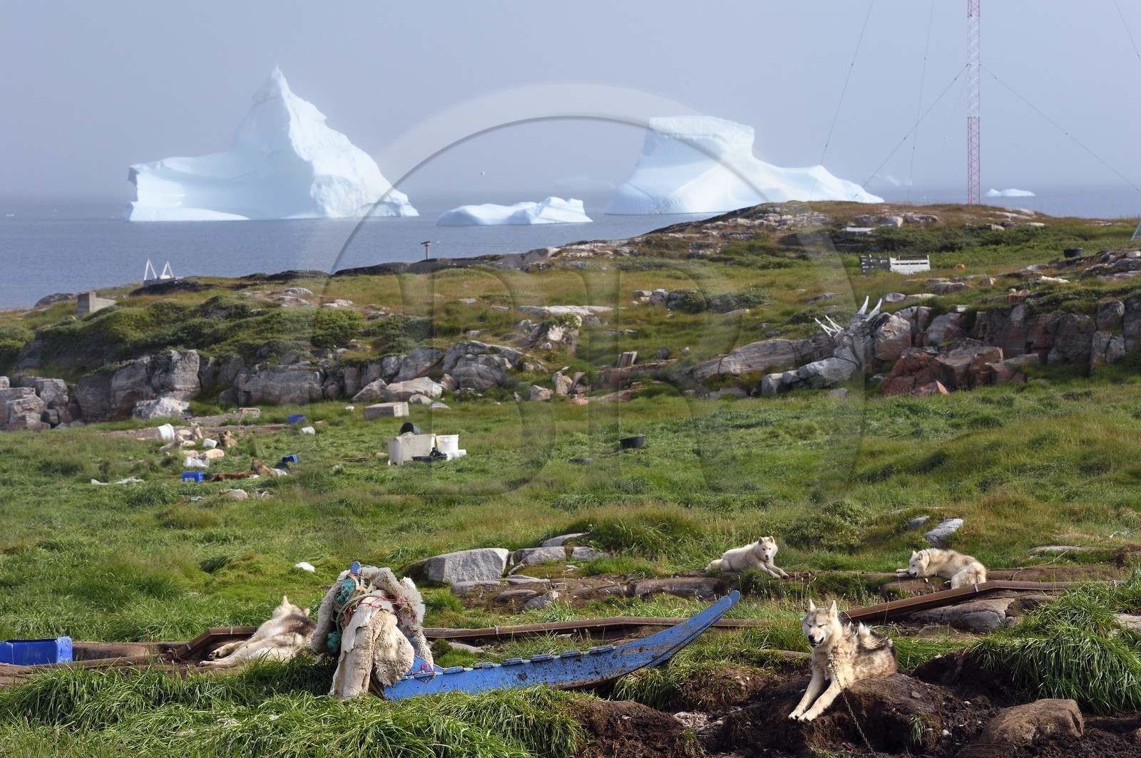 Groenland, cote ouest, Ile de Disko, Qeqertarsuaq, chiens de traineau et icebergs en arrière plan