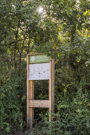 France, Var, Provence Verte (Green Provence), Bras, Academie du Bain de Foret Provencale (Academy of Forest Bathing in Provence), forest of the domaine Le Peyrourier - une campagne en Provence