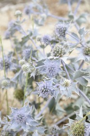 France, Bouches-du-Rhône (13), Parc naturel régional de Camargue, Panicaut maritime (Eryngium maritimum) emblème du Conservatoire de l'espace littoral et des rivages lacustres