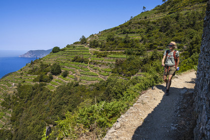 Italy, Liguria, Cinque Terre National Park listed as World Heritage by UNESCO, hikers on the GR 586 path passing through the terraced vineyard between Corniglia and Volastra above Manarola