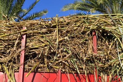 France, Ile de la Reunion, Saint-Pierre, Grands Bois, un des 11 centres de réception et de collecte de la canne à sucre aussi appelés Balance, les tracteurs amènent depuis les champs la canne dans des remorques