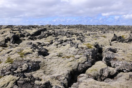 Islande, Grindavik, ancien champ de lave recouvert de mousse