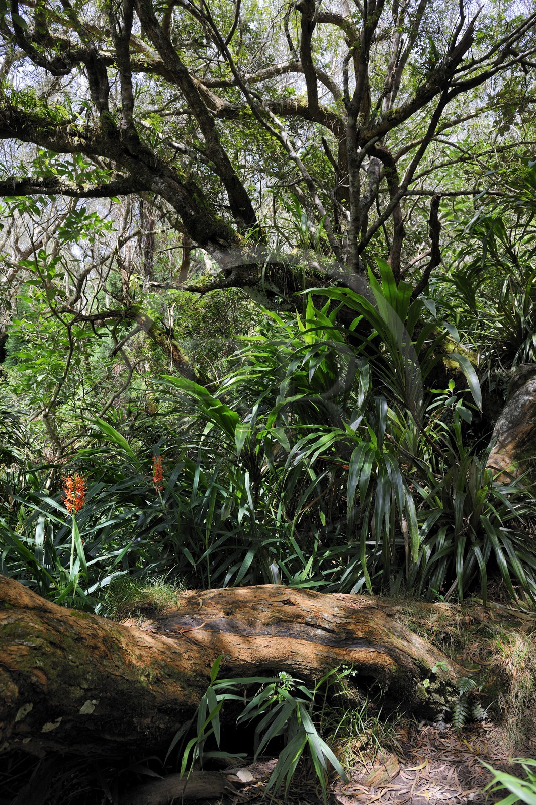 France, Reunion island (French overseas department), Belouve forest