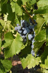France, Var, the Dracenie, Les Arcs-sur-Argens, vineyard