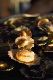 Portugal, Ile de Madère, le village de pêcheurs de Camara de Lobos, coquillages frits appelés patelles (Patella vulgata Linnaeus), berniques cuisinées au beurre et à l'ail