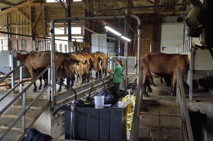 France, Var (83), La Dracénie, village de Châteaudouble, ferme fromagère La Pastourelle, la traite des chèvres