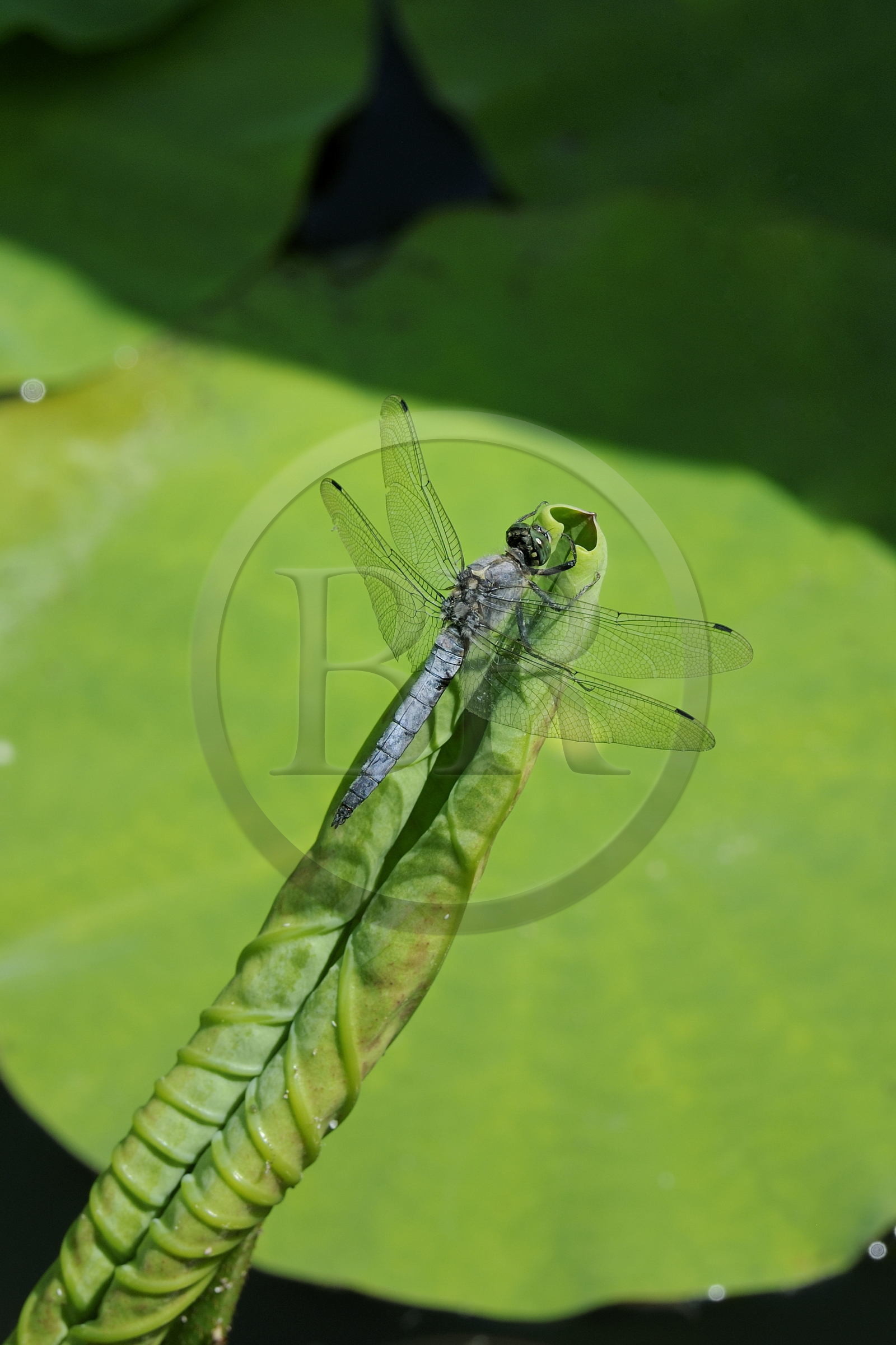 France, Hérault (34), Montpellier, le Jardin des Plantes, libellule sur feuille de lotus