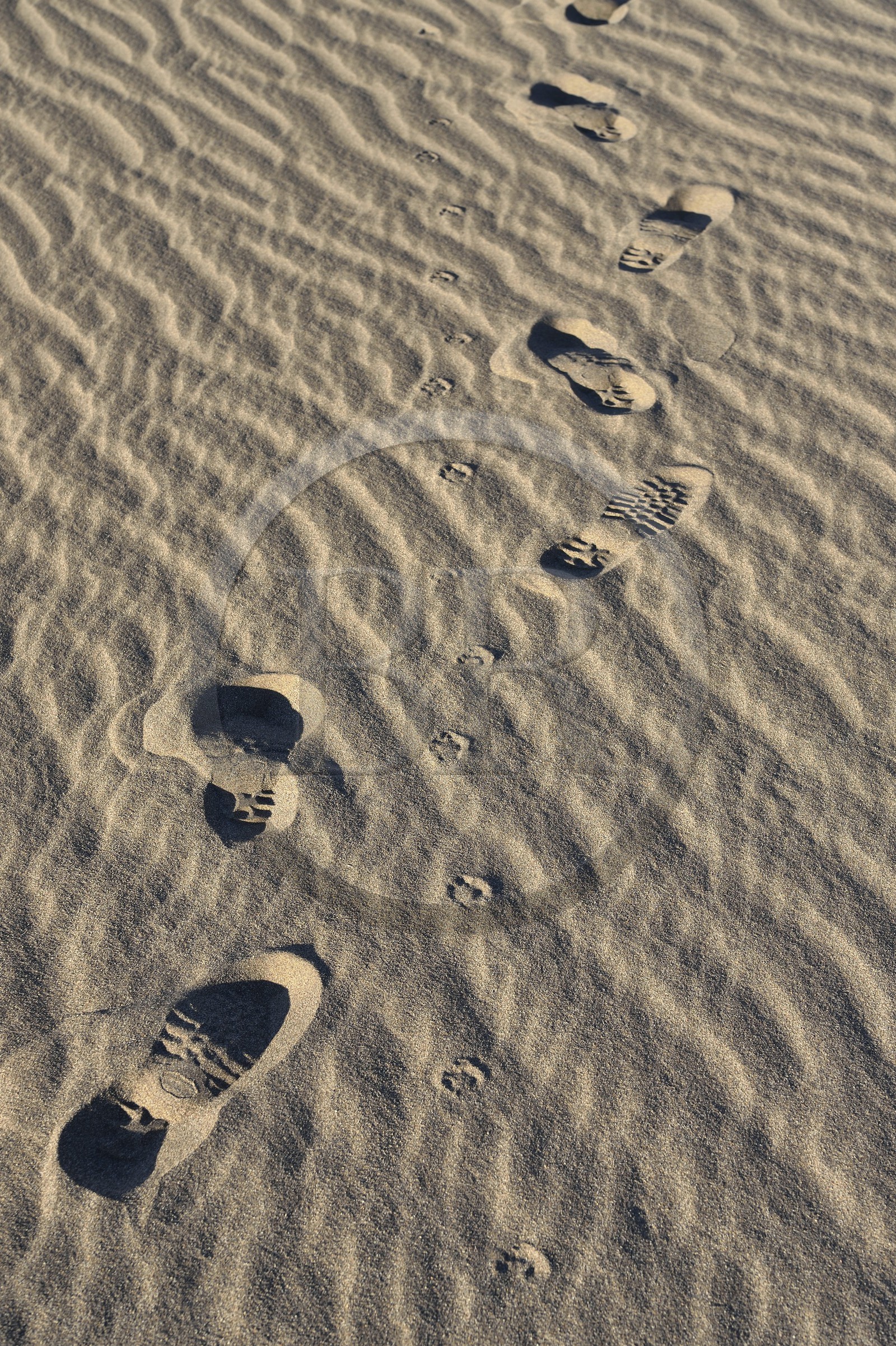 Iran, Province de Yazd, désert du Dasht-e Kavir, Moghestan, randonnée dans le massif dunaire, trace de pas et empreintes de chacal