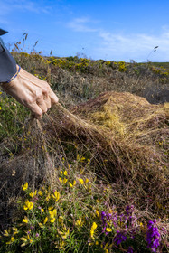 France, Côtes d'Armor (22), Grand Site de France Cap d'Erquy – Cap Fréhel, Erquy, la cuscute ou cheveux du diable est une plante parasite que l'on trouve en grand quantité sur la lande