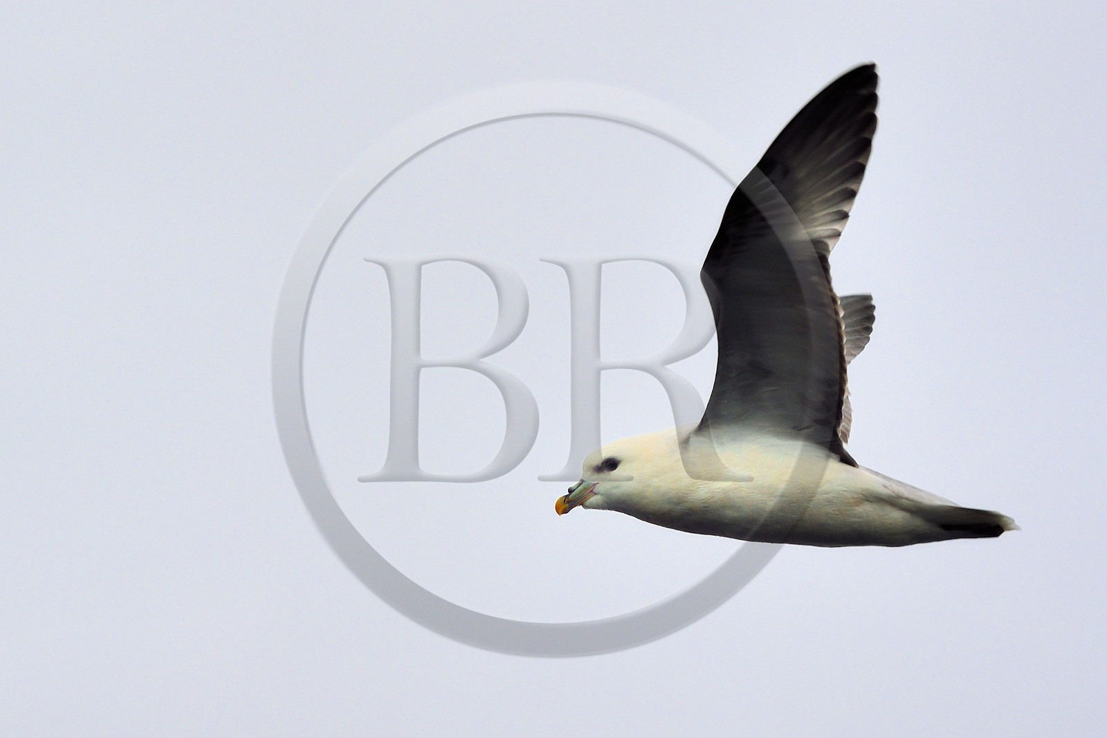 Groenland, cote Nord-Ouest, mer de Baffin, Fulmar boréal (Fulmarus glacialis) Groenland, cote Nord-Ouest, mer de Baffin, Fulmar boréal (Fulmarus glacialis)