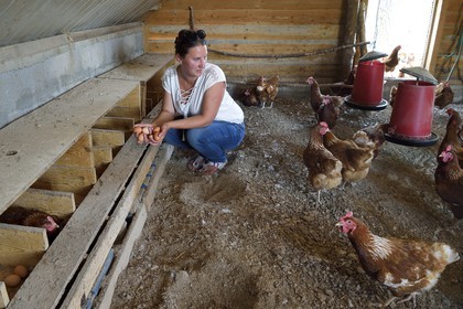 France, Var (83), Provence Verte, Correns, 1er village bio de France, le Poulailler de Lea, l'agricultrice bio Lea Brunet entourée de ses poules pondeuses